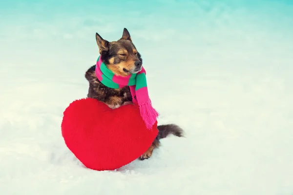 Perro jugando con almohada roja en forma de corazón —  Fotos de Stock