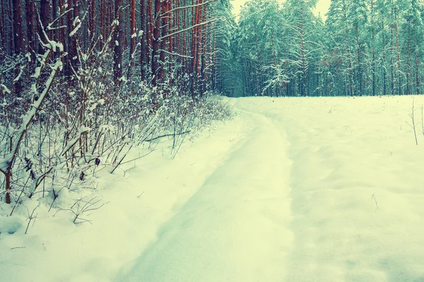 Paisagem de inverno. Estrada ao longo de um pinhal — Fotografia de Stock