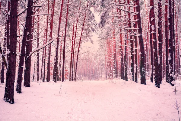 Floresta de pinheiro no inverno — Fotografia de Stock
