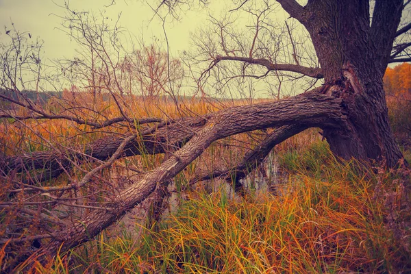 Herfst landschap bij zonsondergang — Stockfoto