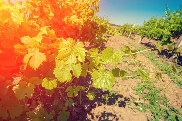 Vineyard at sunset. The sun illuminates a young vineyard