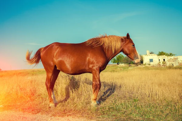 Portrait of horse outdoors — Stock Photo, Image