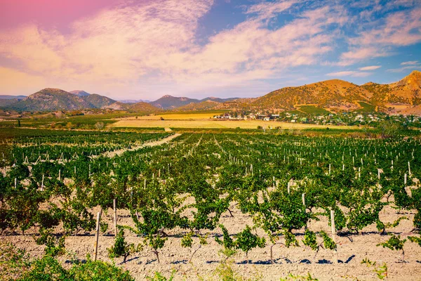 Een vallei van wijngaarden — Stockfoto