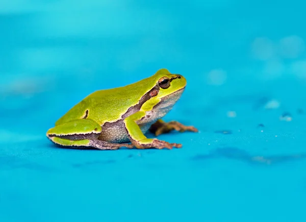 Yeşil kurbağa portresi — Stok fotoğraf