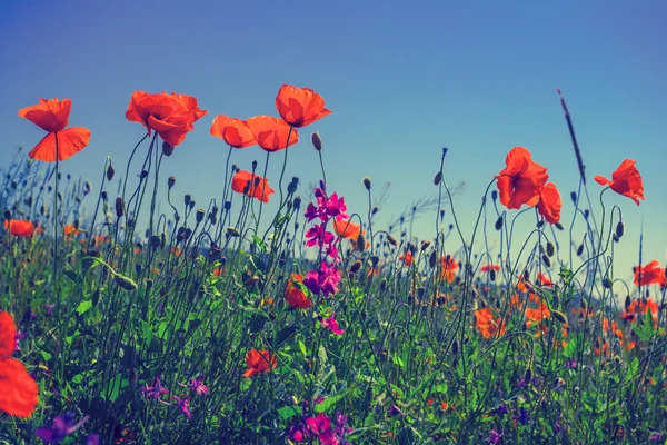 Campo di fiori di papavero — Foto Stock