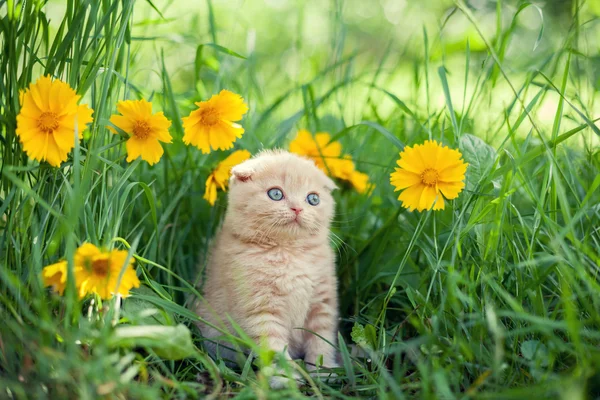 Çiçekler içinde oturan küçük kedi yavrusu — Stok fotoğraf
