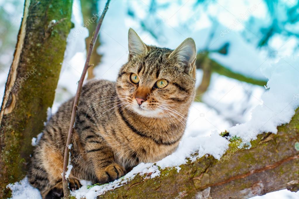 cat on the snowy tree