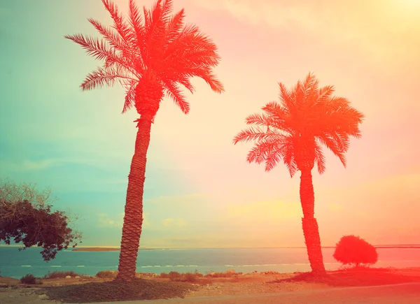 Spiaggia Tropicale Con Palme Sullo Sfondo Del Tramonto Spiaggia Del — Foto Stock