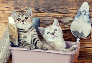 Küveti içinde oturan iki küçük yavru kedi 