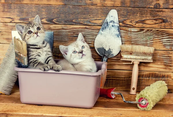 Zwei kleine Kätzchen im Waschbecken — Stockfoto