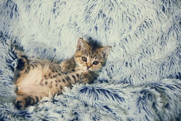 Little kitten lying on the blue blanket — Stock Photo, Image