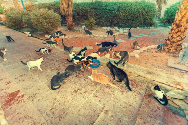 Muchos gatos callejeros — Foto de Stock