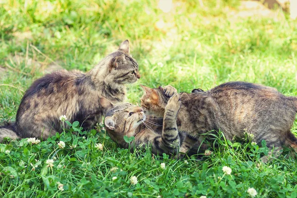 Çimenlerin üzerinde üç yavru kedi — Stok fotoğraf