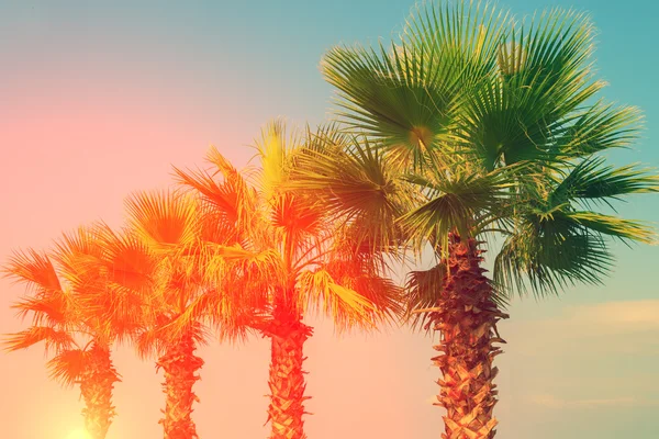 Row of tropic palm trees — Stock Photo, Image