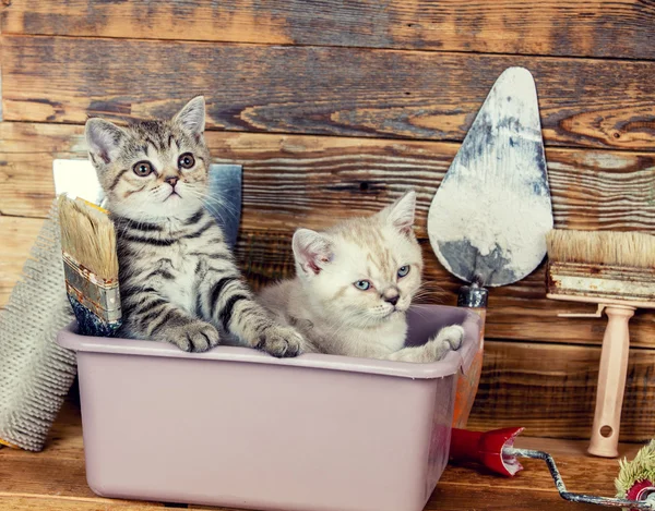 Zwei kleine Kätzchen im Waschbecken — Stockfoto