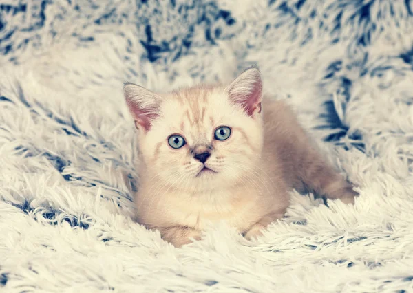 Bir battaniye var yalan küçük kedi yavrusu — Stok fotoğraf