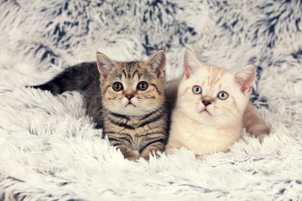 Δύο μικρά γατάκια σε μια κουβέρτα — Φωτογραφία Αρχείου