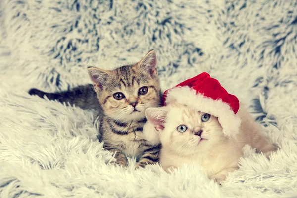 Two little kittens — Stock Photo, Image