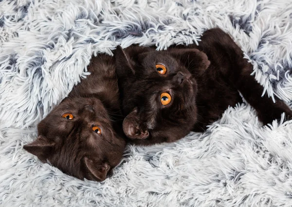 Dos gatito marrón — Foto de Stock