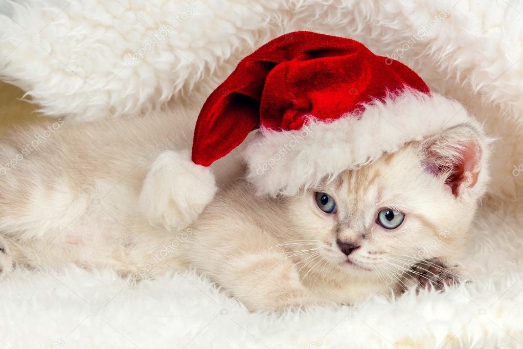 Chaton portant le chapeau de Père Noël image libre de droit par vvvita © #124125088