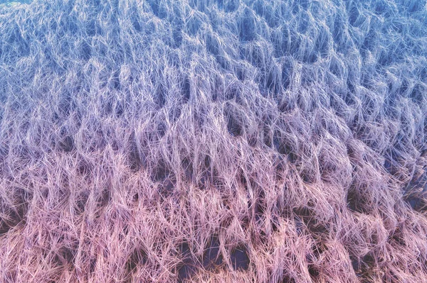 Trockene Seggen Textur Frühling Ansicht Von Oben Farbverlauf Hintergrund Natur — Stockfoto