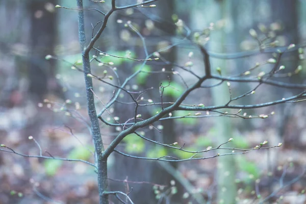 幼树上的芽 春天的森林树叶枯萎 蓝色绿色复古色 — 图库照片