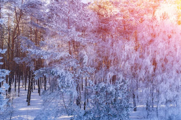Сосна Сніжний Ліс Взимку Дерева Покриті Снігом Вид Повітря Фон — стокове фото