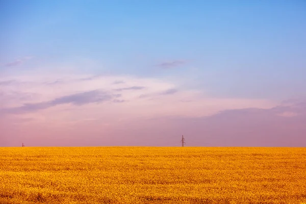 Field Blossoming Rapeseed Sunset Farmland Rural Landscape — Stock Photo, Image
