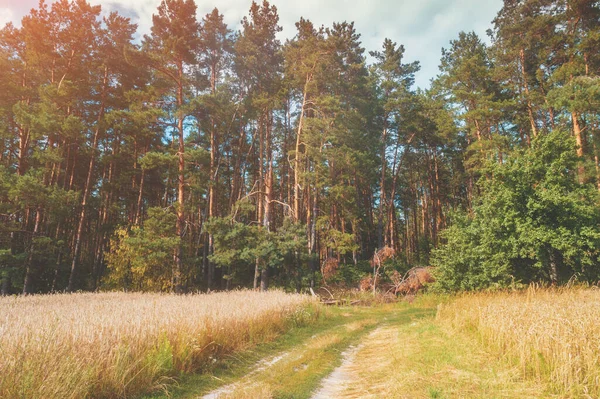 Rural Landscape Dirt Road Wheat Field Forest — Stock Photo, Image