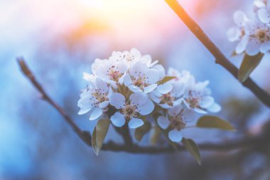 Çiçek açan bir armut ağacının dalı. Bahar doğası arka planı