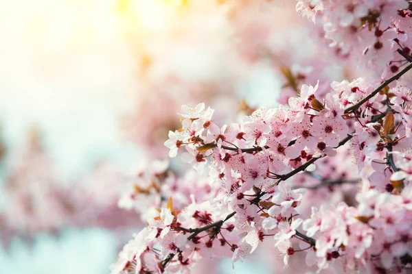 Pembe Çiçek Açan Kiraz Ağacı Dalı Kiraz Bahçesi Bahar Doğası — Stok fotoğraf