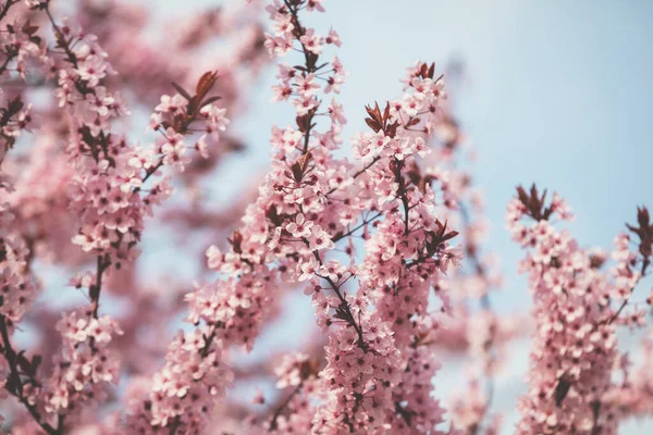 Rama Cerezo Floreciente Rosa Huerto Cerezos Primavera Naturaleza Fondo —  Fotos de Stock