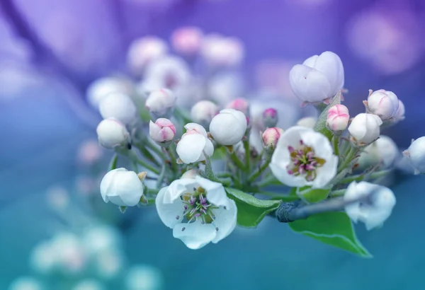 Zweig Eines Blühenden Birnbaums Frühling Natur Hintergrund — Stockfoto