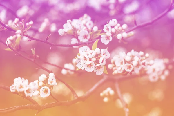 Branch Blossoming Pear Tree Spring Nature Background — Stock Photo, Image