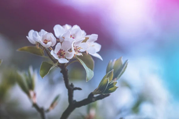 Rama Peral Flor Primavera Naturaleza Fondo —  Fotos de Stock