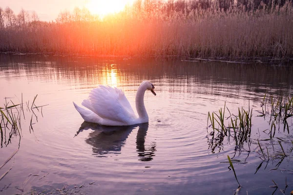 Pôr Sol Mágico Campo Paisagem Rural Primavera Deserto Swan Nadando — Fotografia de Stock