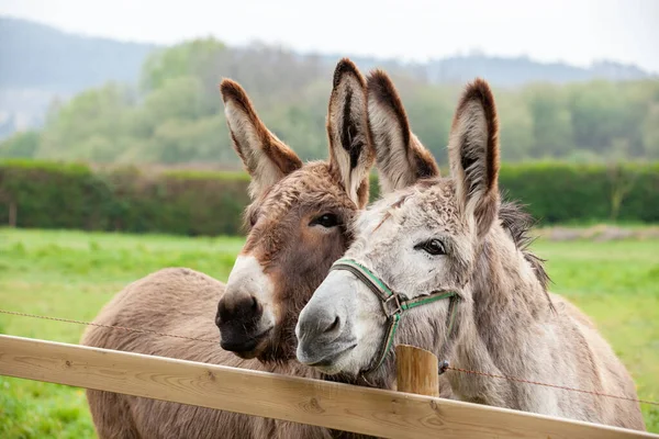 Family Donkeys Outdoors Spring Couple Donkeys Meadow — Stock Photo, Image