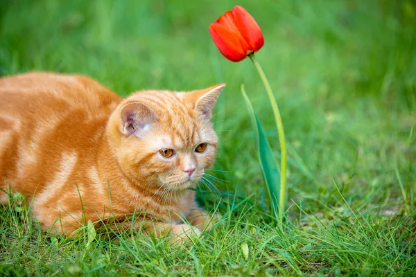 Słodkie Mały Kotek Siedzi Trawie Wiosennym Ogrodzie Pobliżu Kwiat Tulipan — Zdjęcie stockowe