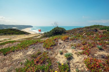 Baharda güneşli bir günde, okyanus kıyısında çiçek açan güzel tepeler. Sahilde, Portekiz 'de, Avrupa' da