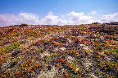 Güneşli bir günde baharda çiçek açan güzel tepeler. Portekiz, Avrupa
