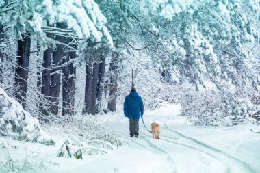 Tasmalı bir adam kışın karlı bir çam ormanında yürür.