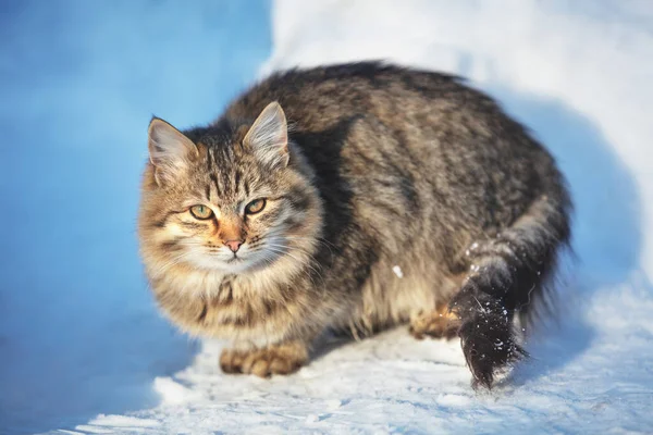 シベリア猫が雪の上に横たわっている 冬は屋外を歩く猫 — ストック写真