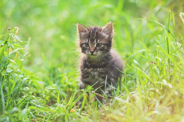 Bir Bahar Bahçesinde Çimlerin Üzerinde Oturan Küçük Bir Kedi Yavrusunun — Stok fotoğraf