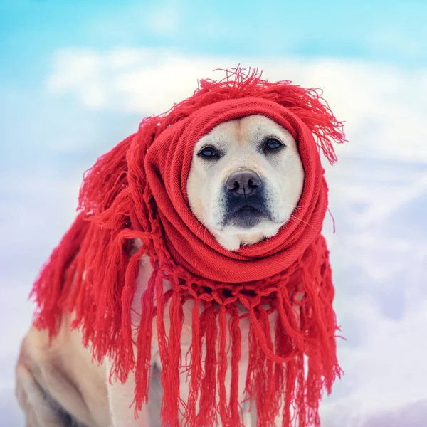 多雪的冬天 一只披着红色披肩坐在户外的狗的画像 — 图库照片