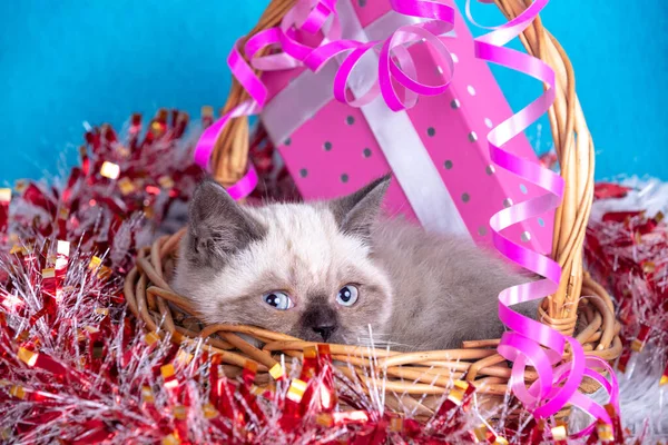 Gatinho Bonito Com Decoração Natal Gatinho Sentado Uma Cesta Com — Fotografia de Stock