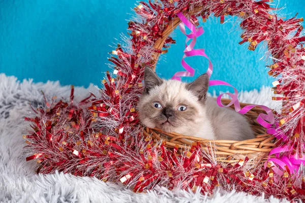 Leuk Katje Met Kerstversiering Kittens Zitten Een Mand Met Knutsel — Stockfoto