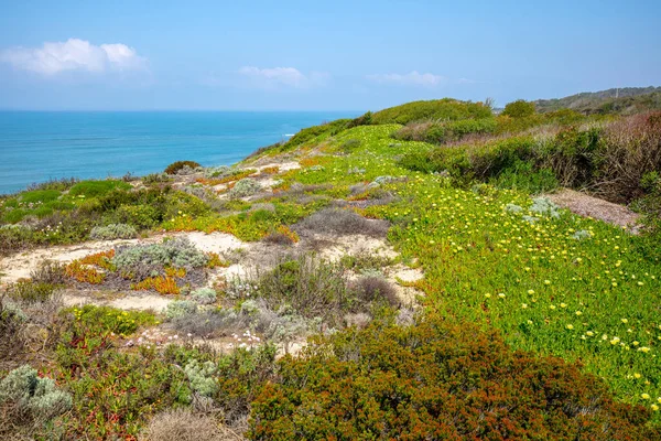 晴れた日の春には海岸沿いの美しい花の丘 ポルボエイラ ビーチ ポルトガル ヨーロッパ — ストック写真