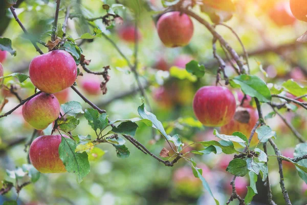 Red Ripe Apples Branch Orchard Autumn Nature Background — Stock Photo, Image