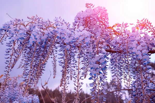 Blühende Wisteria Blumen Garten Einem Sonnigen Frühlingstag — Stockfoto