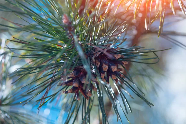 枝にピネコン 自然背景 — ストック写真